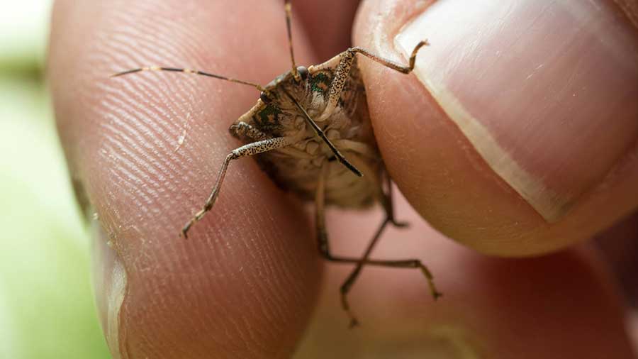 Bugs! How to Keep Pesky Insects Out of HVAC